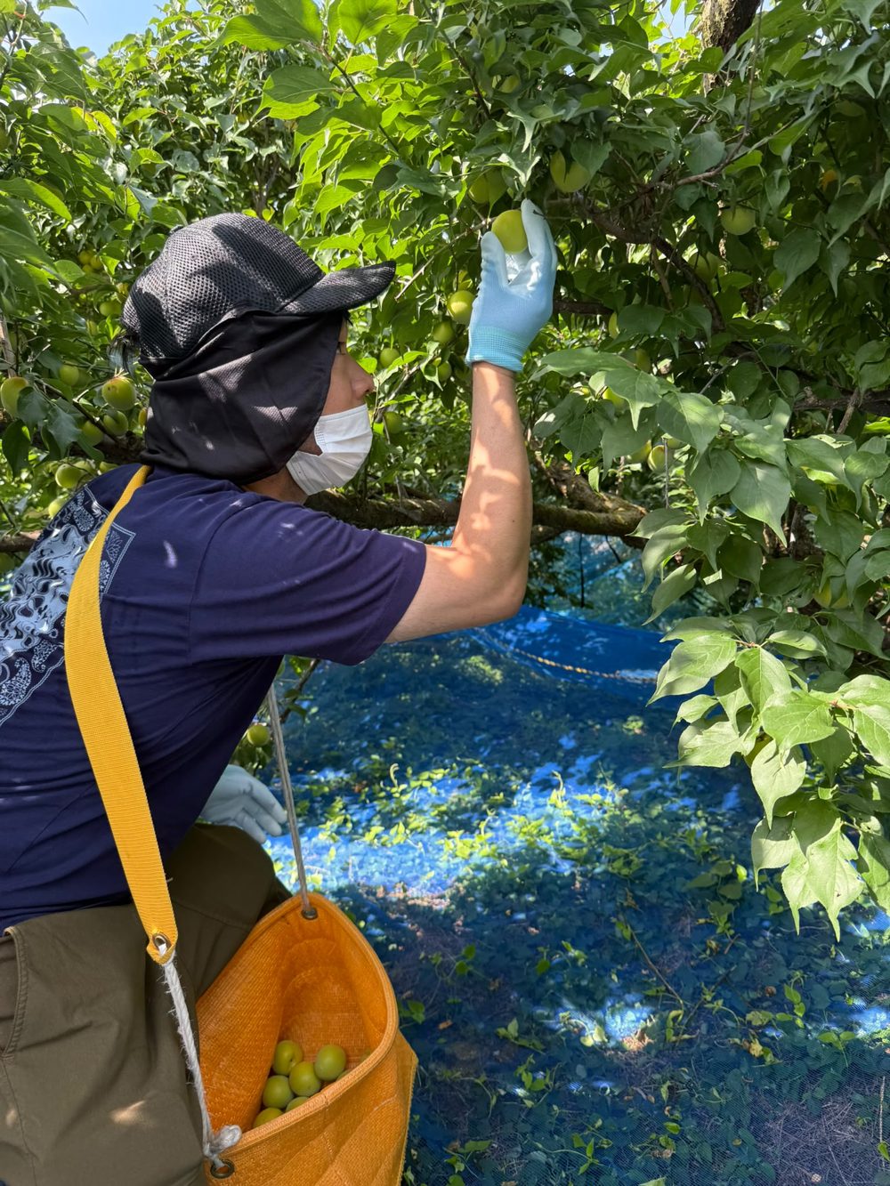 Picking Nanko ume by hand in a Wakayama orchard