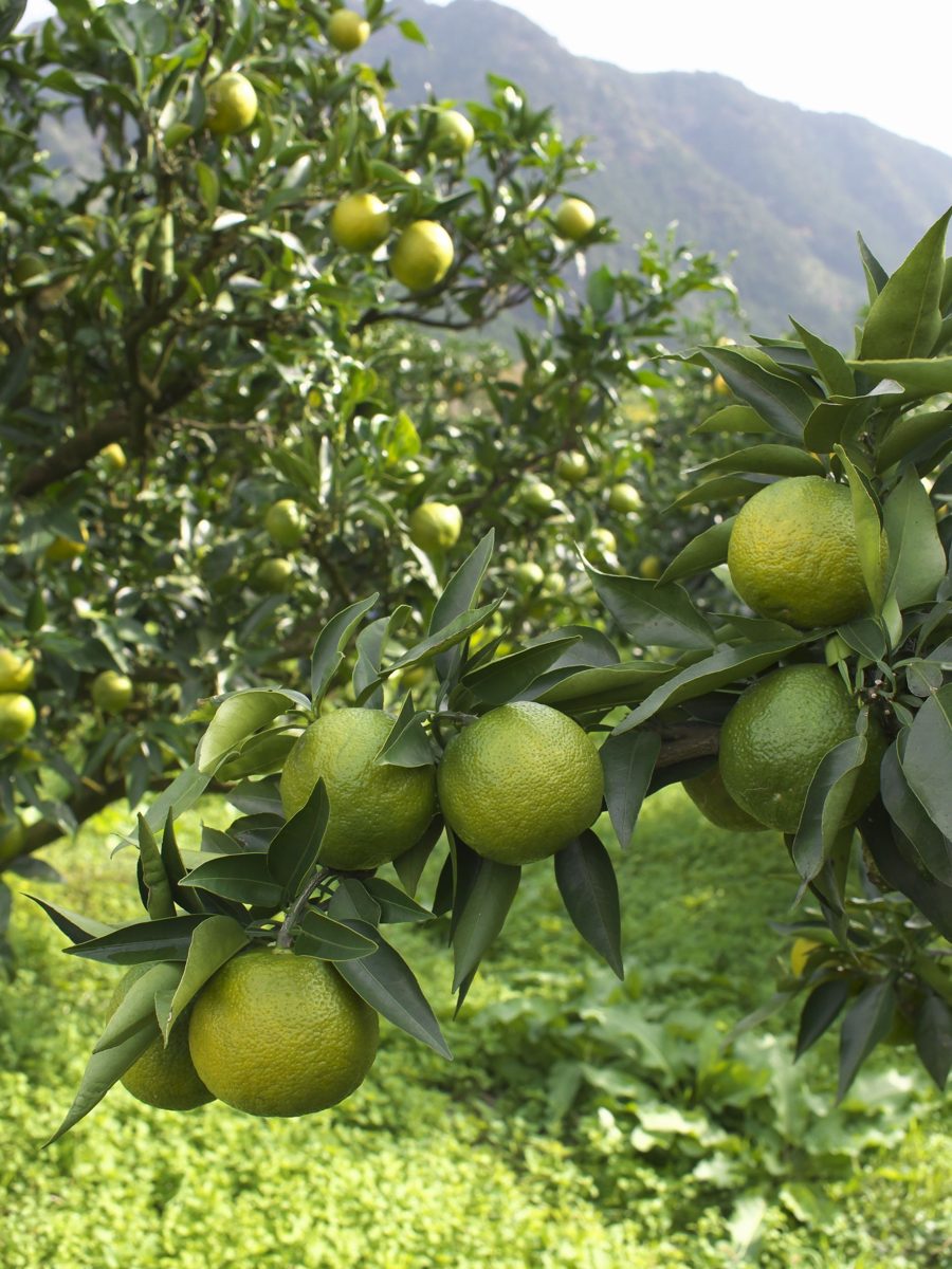 Jabara citrus growing on the tree in Wakayama
